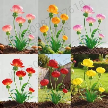 現貨 大紅福花種子（50粒）四季種植 耐寒濃香 四季開花陽台庭院 室內外花卉種子 淨化空氣 花卉種子