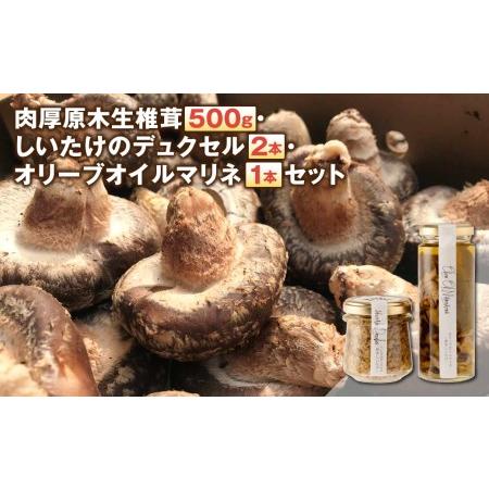 ふるさと納税 肉厚原木生椎茸 500g・しいたけのデュクセル 2本・オリーブオイルマリネ 1本 セット 熊本県菊池市