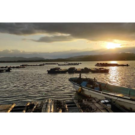 ふるさと納税 牡蠣／京都久美浜産　殻付き牡蠣３キロ 加熱用　カキ殻付き・牡蠣殻つき・焼き牡蠣・牡蠣ご飯・牡蠣フライに 京都府京丹後市