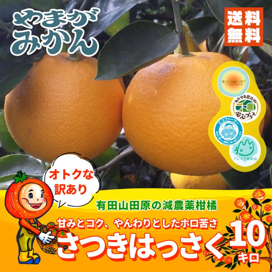 送料無料　樹上で越冬完熟　さつきはっさく　10kg　やまがみかん園　訳あり家庭用　ぷりっぷりっの木成り八朔　LINEショッピング