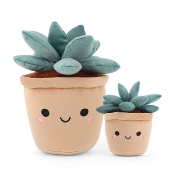 Keeleco Botanical Garden Succulent Plant 多肉植物