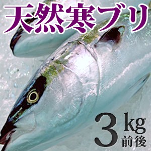 天然ブリ（寒鰤 寒ブリ）3kg前後 送料無料（北海道・沖縄を除く）