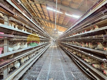 鹽水合法蛋雞高架畜牧場營業中金雞母｜台南市鹽水區中州寮