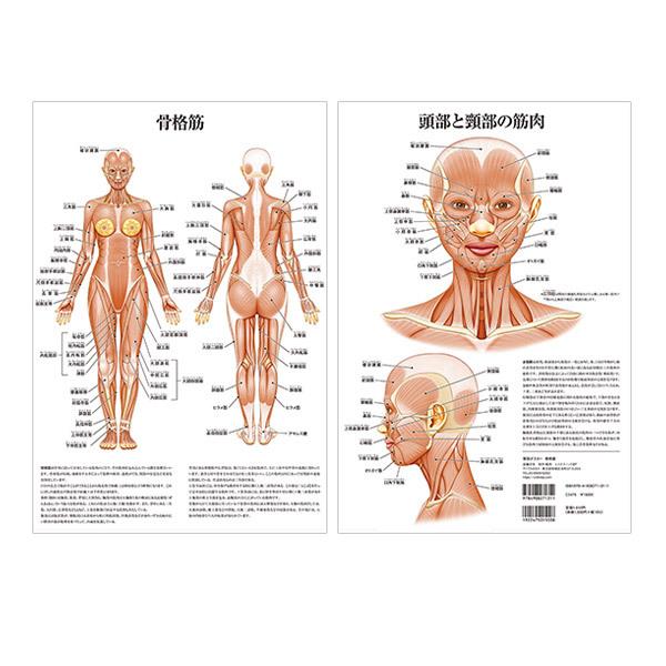 ポスター 骨格筋 頭部   頸部 の 筋肉 A3 サイズ 両面印刷 ラミネート加工 人体チャート 医学チャート 人体ポスター 人体解剖図 人体図