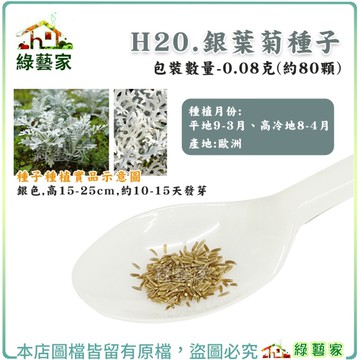 【綠藝家】H20.銀葉菊(銀色，高15~25cm)種子 0.08克(約80顆)