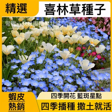 蝦皮熱銷粉蝶花種子（250粒）喜林草種子 藍雪花種子 花卉種子 盆栽花卉 開花不斷 藍斑花海 四季播種 陽臺庭院室內盆栽