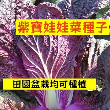 🌱【現貨-隔日到店】紫寶娃娃菜WWC-8 田園盆栽均可種植 懶人新手 易種植 白菜 農家家常蔬菜 四季高產快菜蔬菜種子