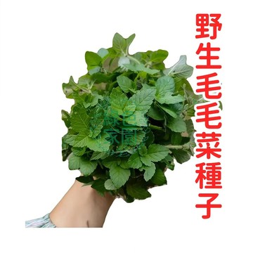 🌱台灣原生野生毛毛菜種子｜限量珍藏版｜居家陽台盆栽首選｜野菜迷必收・生態永續從種植開始｜找回土地原始滋味