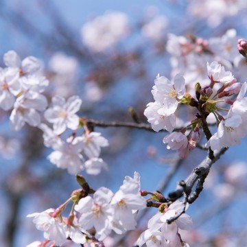 NO.100 櫻織花冷 香氛噴霧 10ml隨身款、50ml居家款 櫻花、蘋果