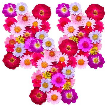 A-ONE 真花壓花 中花包 Set 14.5 x 10.5 CM  春回大地