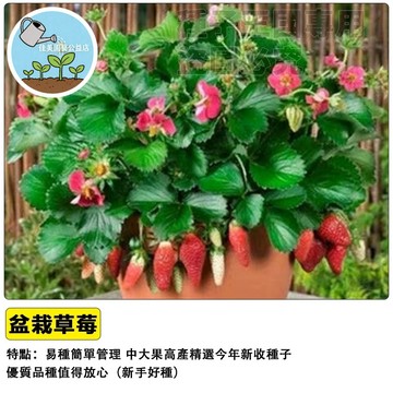 🍓台灣現貨 草莓種子 盆栽陽台種植 水果種子 四季開花結果 可食用 療癒盆栽 家庭農場 親子共種 好種易活