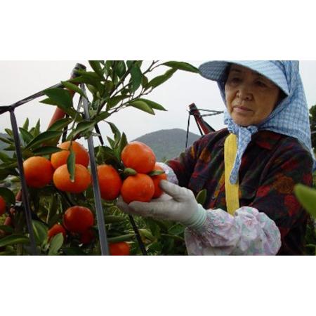 ふるさと納税 香川県オリジナル品種 小原紅早生みかん（金時紅）約2.5kg 化粧箱入 香川県東かがわ市