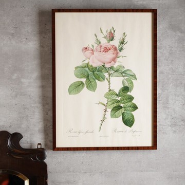 比利時植物畫家Pierre-Joseph Redouté 藥用玫瑰印刷掛畫