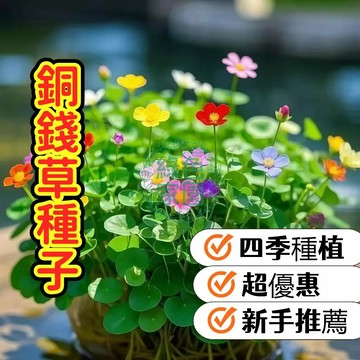 招財銅錢草種子 水培土培皆宜 圓滾葉超可愛 室內陽台好養盆栽 寓意財源滾滾 新手入門 生命力強