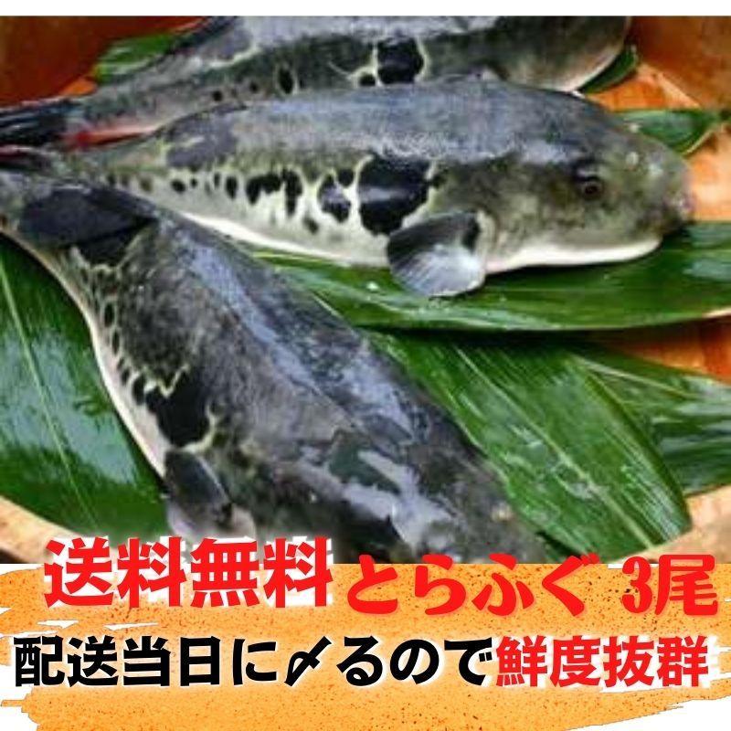 ギフト ふぐ フグ 鍋 国産ふぐちり鍋セット 送料無料 お取り寄せ 海鮮 グルメ とらふぐ 泳ぎ活〆とらふぐ約900ｇ3尾セット 長崎 山口 特典付得