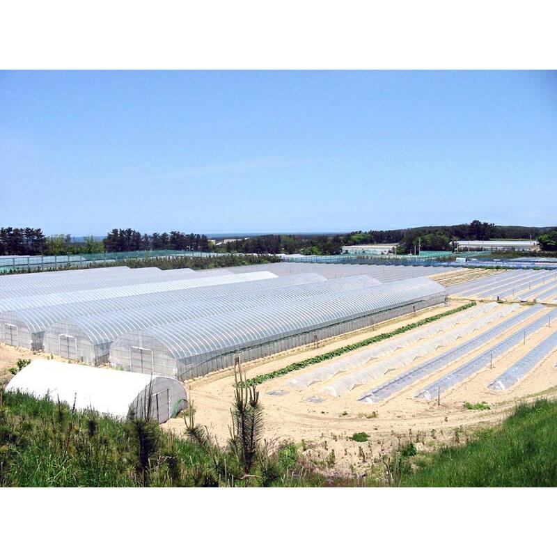 ＪＡ鶴岡 冷凍 山形鶴岡産 殿様のだだちゃ豆 200ｇ 5パック 送料無料 枝豆 えだまめ 豆 おつまみ だだちゃ豆 枝豆 冷凍 だちゃ豆種