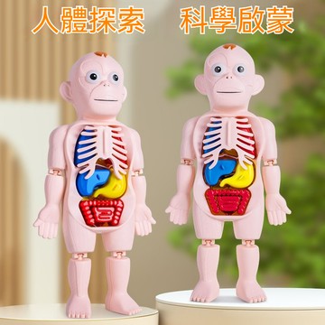 人體結構模型醫學仿真內臟解剖器官3d可拆卸拚裝軀幹兒童科敎玩具