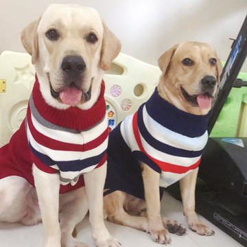 大狗衣服秋冬中大型犬金毛拉布拉多冬季衣服冬裝狗狗條紋毛衣泰迪