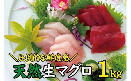 生鮪 鮪 マグロ 生まぐろ キハダマグロ 刺身   天然 キハダ（もしくはメバチ）生まぐろ たっぷり1kg 鮮度抜群の生まぐろをお届けします