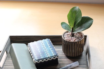 土培植栽│琴葉榕_室內植物 辦公室盆栽 店內擺設 送禮