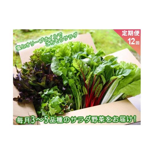 ふるさと納税 熊本県 阿蘇市 サラダ野菜セット〜3〜5品種を毎月お届け〜