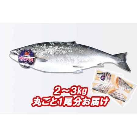 ふるさと納税 ＜数量限定＞  北海道産 サクラマス ひと塩 姿切り身 2kg 〜 3kg まるごと 1尾 北海道新ひだか町