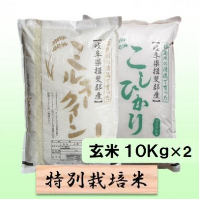 ふるさと納税 池田町 特別栽培米 20kg(ミルキークイーン コシヒカリ)