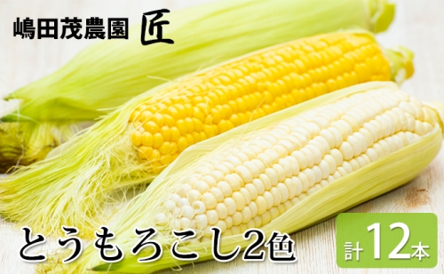 先行受付 2024年8月から順次出荷 北海道 仁木町産 新鮮 とうもろこし 2色セット 嶋田茂農園