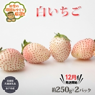 白いちご約250ｇ×2パック（茨城県共通返礼品：水戸市産）田舎の頑固おやじが厳選！ 茨城県 県産 人気 厳選 果物 くだもの 旬 旬の果物 旬のフルーツ 白イチゴ 白いちご 白苺 いちご イチゴ 苺 [BI229-NT]