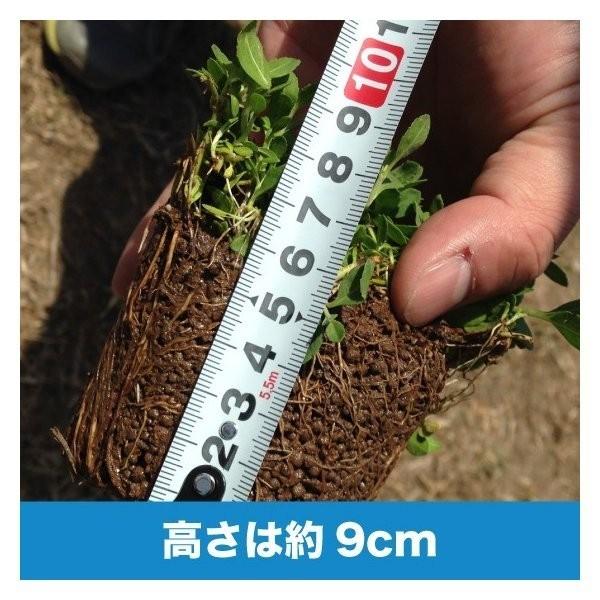 クラピア K5 9cmポット苗 200鉢 有機一発肥料1600gと完全植栽マニュアル付き 雑草対策 グランドカバー