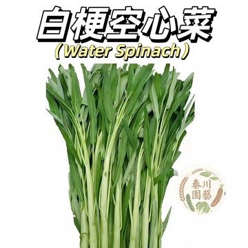 現貨（白梗空心菜種子）半青白空心菜種子 脆梗粗梗雍菜種子 大梗白梗脆柳葉四季新鮮菜種子@食用蔬菜種子