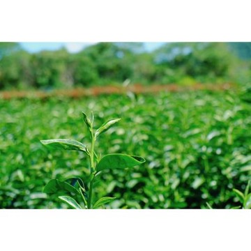 宜蘭旅遊│最動感茶園~冰淇淋搖搖樂．新寮瀑布消暑．順進蜜餞行一日│大人囝仔_26TEYLNCIR