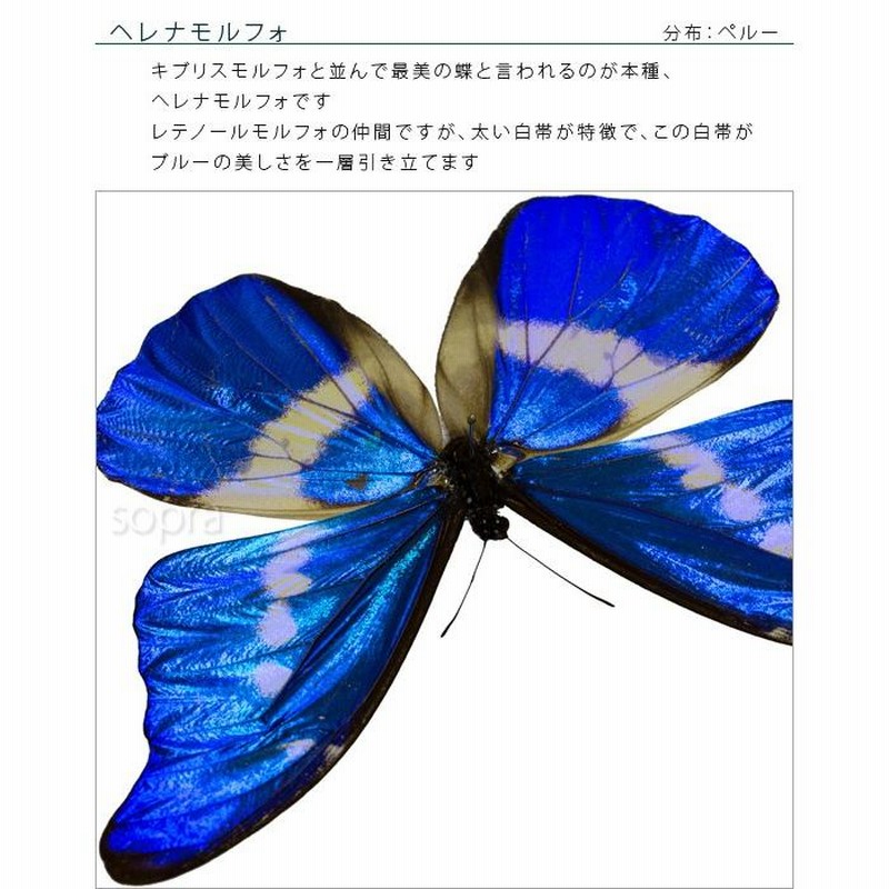 ヘレナモルフォ キプリスモルフォ 蝶 標本 セット 標本