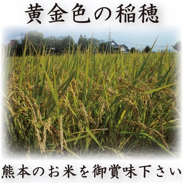 お米 米 10kg 玄米 送料無料 熊本県産 森のくまさん 新米 令和5年産 あすつく 5kg2個 くまもとのお米 富田商店 とみた商店