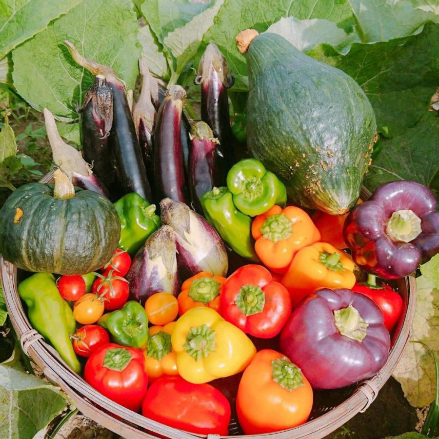 びわ湖が恋する野菜たち　Lサイズ　環境負荷の少ない農法　野菜セット　農家直送