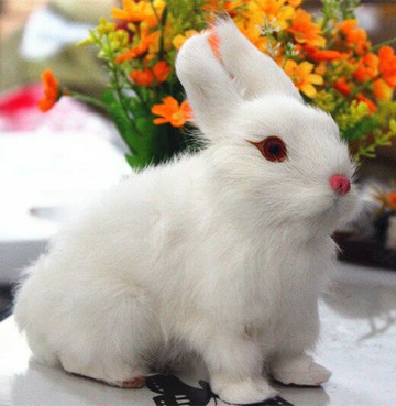 仿真動物模型 仿真兔 白兔真兔皮毛 各款兔子攝影教學道具