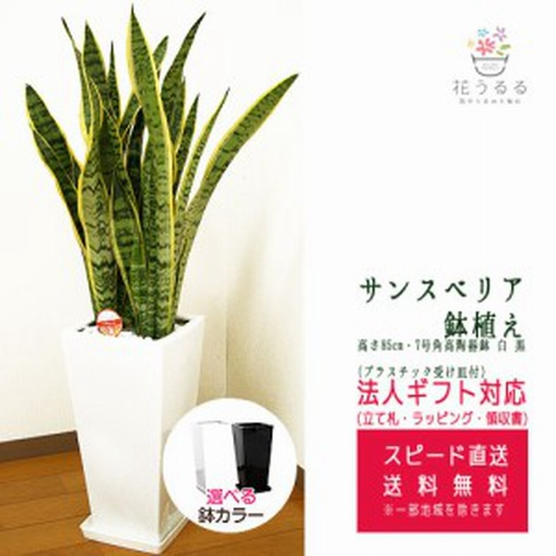 観葉植物 サンスベリア7号角高陶器鉢 白 黒 高さ約85cm サンセベリア トラノオ Sans07 0045 開店祝い 新築祝い 誕生日プレゼント 通販 Lineポイント最大1 0 Get Lineショッピング