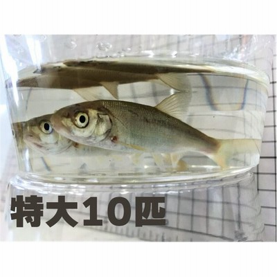 814 銀兵 ウグイ 10匹セット 特大サイズ 約cm 30cm前後 他商品との同梱不可 ポイント全額払い不可 通販 Lineポイント最大0 5 Get Lineショッピング