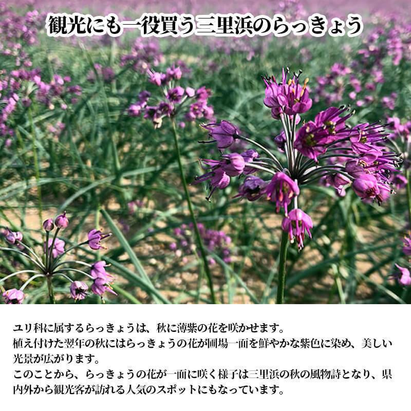 福井産 三年子 花らっきょうの甘酢漬け 80g  10パックセット