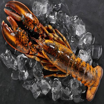 【華得水產】活凍特大波士頓龍蝦520-600g/尾