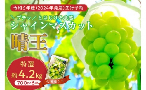 岡山県産シャインマスカット「晴王」　特選　大房　化粧箱入（約700g×6房）