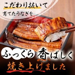 ふるさと納税 鹿児島県産 伊崎田のうなぎ蒲焼 特大＜190g以上＞× 5尾(計950g以上) c5-001 鹿児島県志布志市