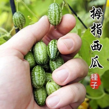 🍈【拇指西瓜種子】🍈現貨西瓜種子 袖珍迷你小西瓜 可食用 爬藤西瓜陽臺盆栽觀賞特色蔬菜水果種子 四季薄皮迷你盆栽西瓜種子