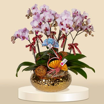 小品蝴蝶蘭粉鑽錢8棵 (1169) 蘭花 新春蘭花 年花 自家蘭花園種植