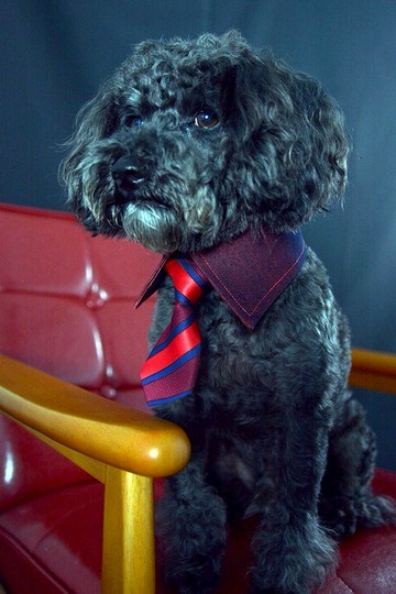 寵物單面襯衫領- 橘紅OR (XS/S/M/L)