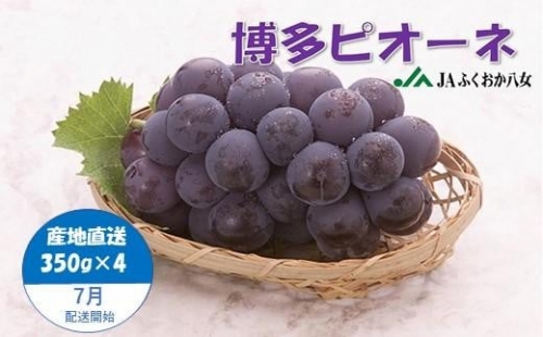 博多ピオーネ（350g×4パック）｜7月上旬～8月上旬頃発送予定