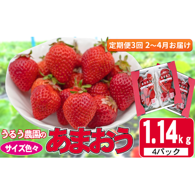 定期便 3回 いちご 発送時期 2024年2月～4月 うるう農園のあまおう サイズ色々 4パック 約1.14kg 配送不可 離島