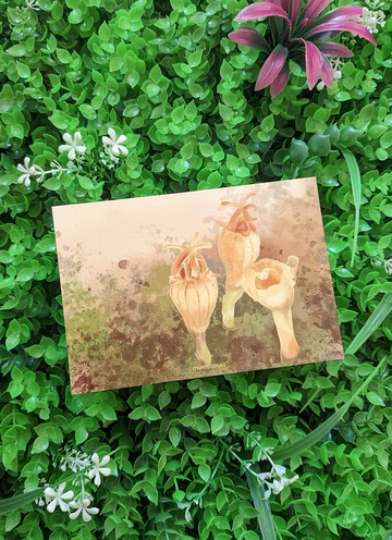 明信片 – 花卉系列 – 香港水玉杯