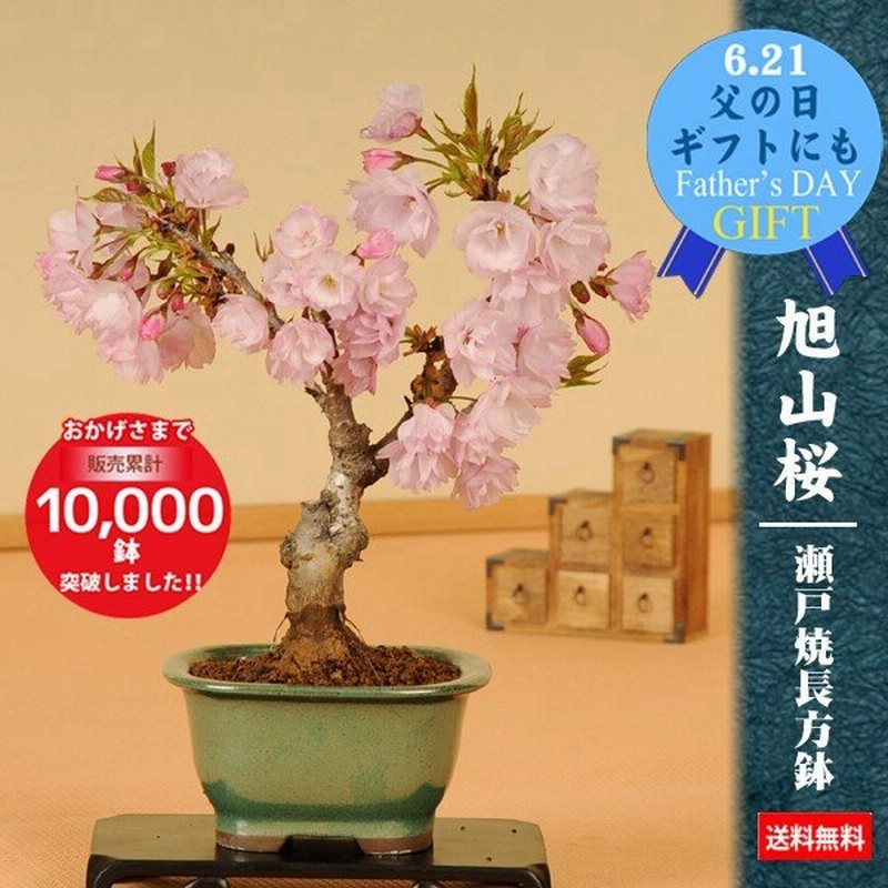 桜盆栽 一才桜 瀬戸焼鉢 22年開花終了 さくら お花見 誕生日 祝 旭山桜 春 ギフト Gift プレゼント Bonsai 通販 Lineポイント最大0 5 Get Lineショッピング