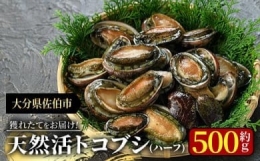 天然活きトコブシ (約500g・ハーフサイズ)